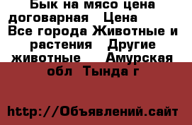 Бык на мясо цена договарная › Цена ­ 300 - Все города Животные и растения » Другие животные   . Амурская обл.,Тында г.